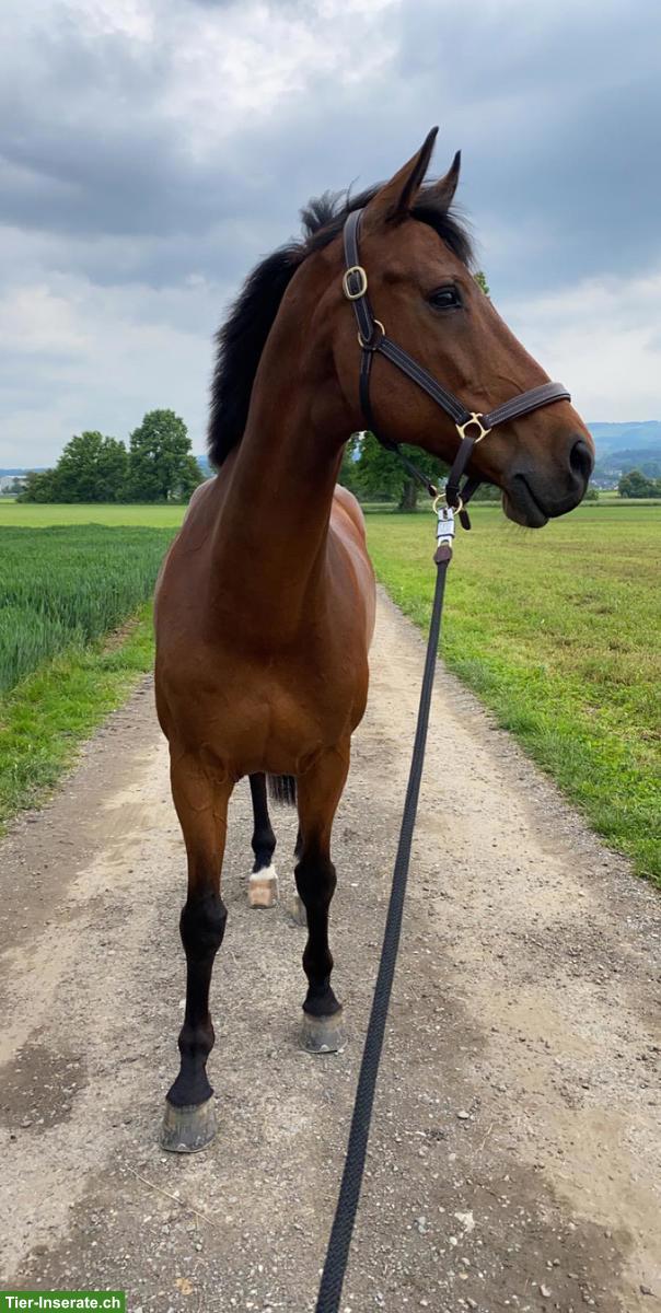 Bild 2: Zuverlässige Reitbeteiligung für KWPN in Merenschwand, Aargau