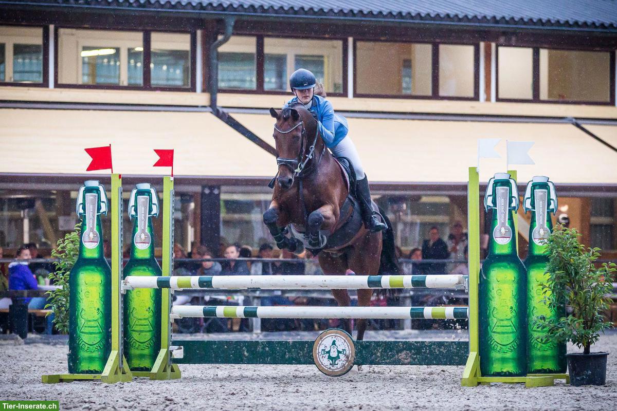 Bild 3: Zuverlässige Reitbeteiligung für KWPN in Merenschwand, Aargau