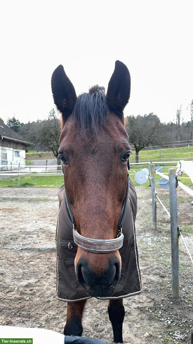 Bild 4: Zuverlässige Reitbeteiligung für KWPN in Merenschwand, Aargau