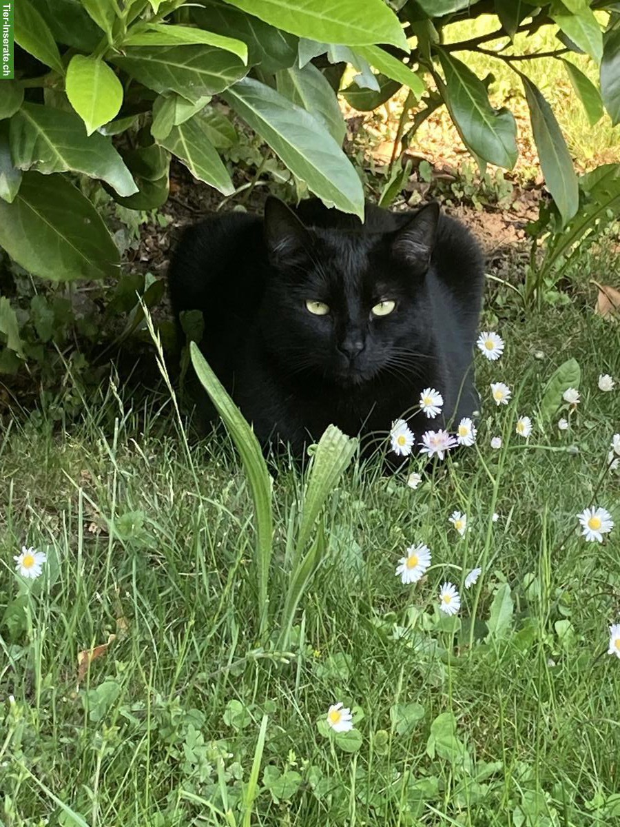 Schwarze Katze sucht ruhiges Zuhause mit Freigang
