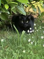 Schwarze Katze sucht ruhiges Zuhause mit Freigang