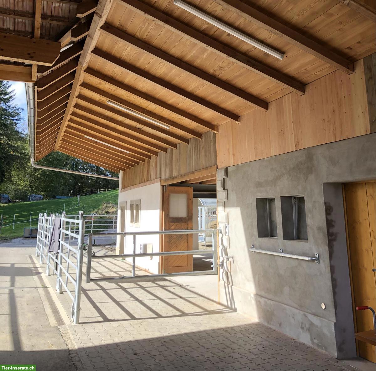 Auslaufbox in Schlossrued AG mit grossen Weiden & Sandplatz