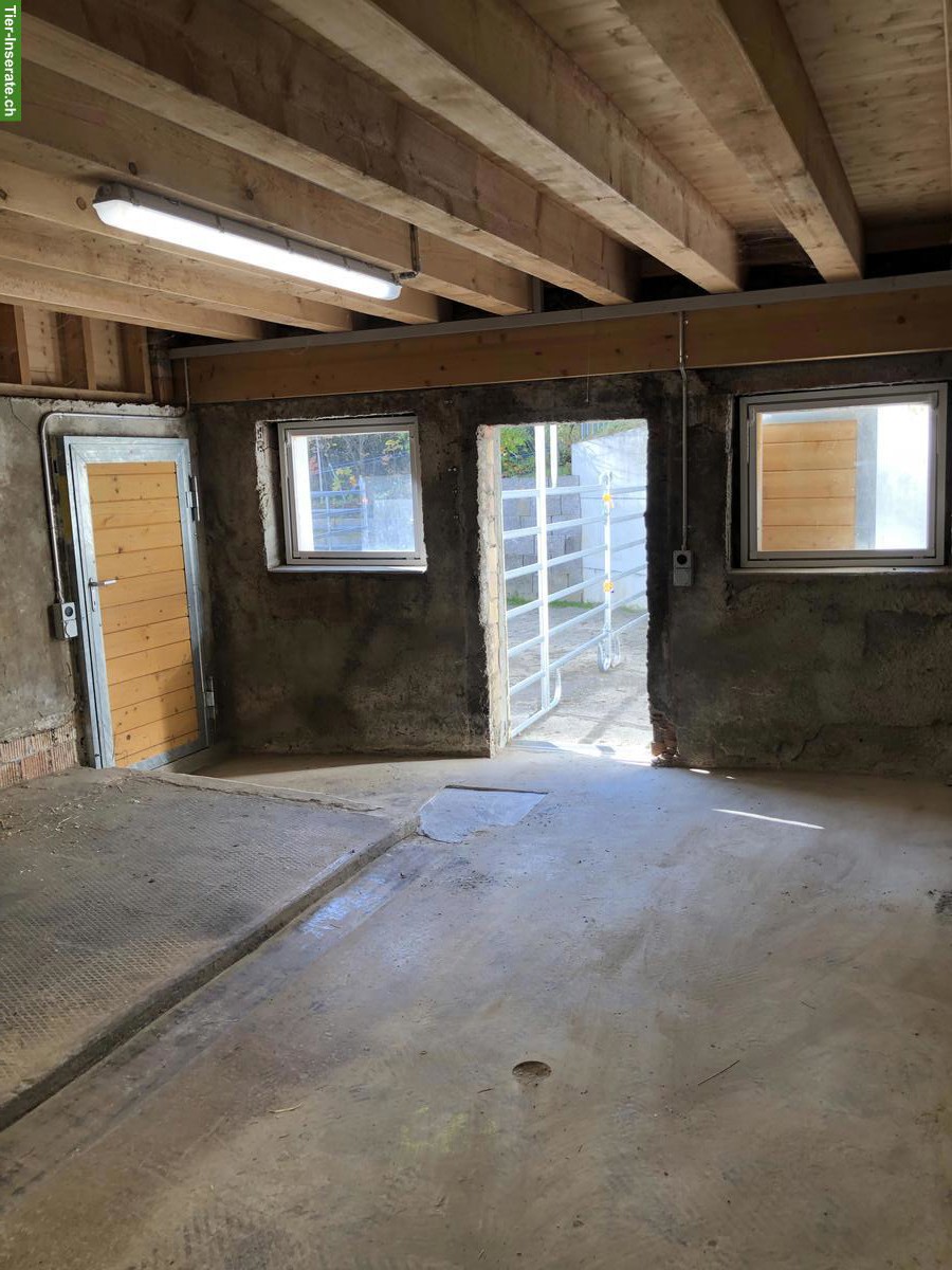 Bild 3: Auslaufbox in Schlossrued AG mit grossen Weiden & Sandplatz