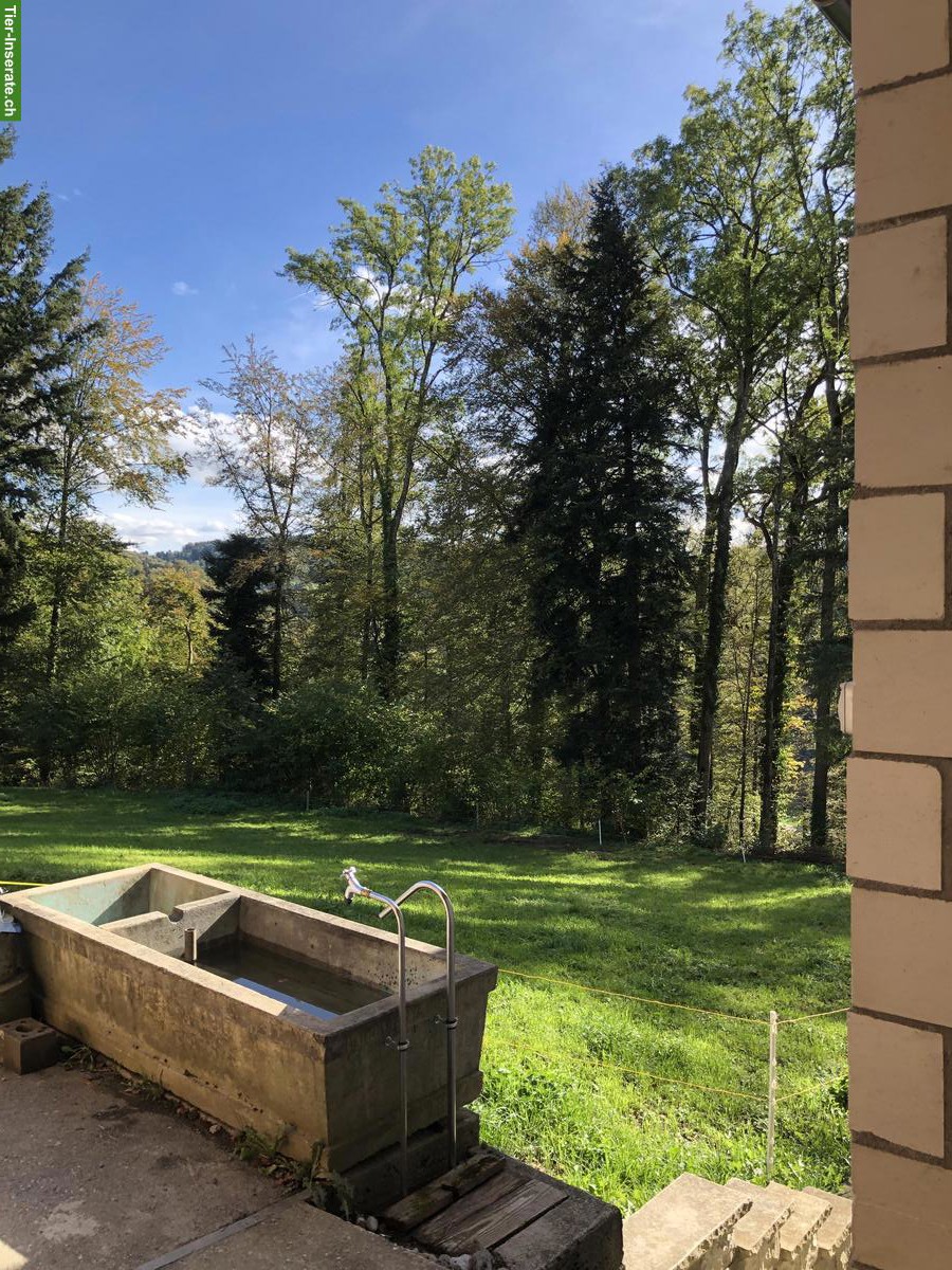 Bild 4: Auslaufbox in Schlossrued AG mit grossen Weiden & Sandplatz