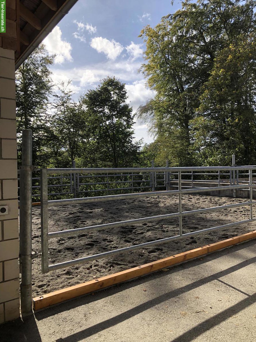 Bild 5: Auslaufbox in Schlossrued AG mit grossen Weiden & Sandplatz