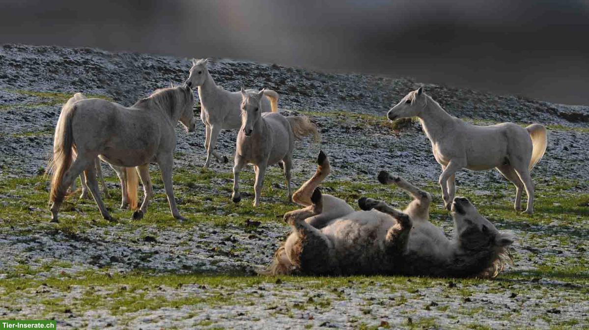 Stallhilfe Job in Pferdestall, Nähe Frauenfeld