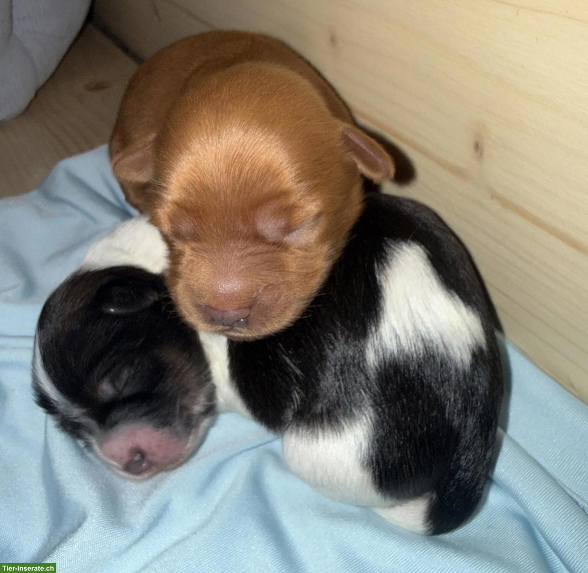 Yorkiepoo Welpen (Rüden), Yorkshire Terrier x Zwergpudel