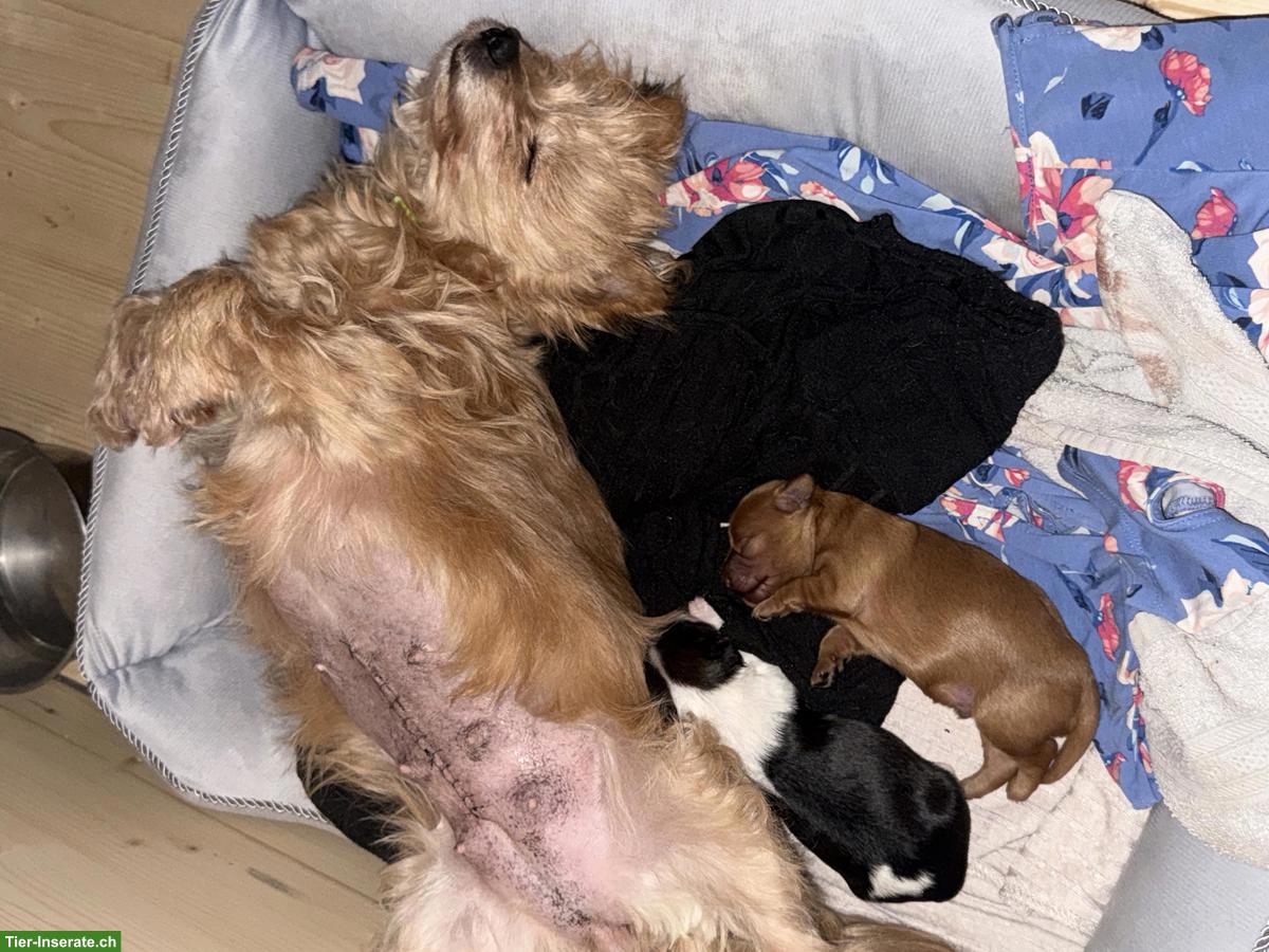 Bild 2: Yorkiepoo Welpen (Rüden), Yorkshire Terrier x Zwergpudel