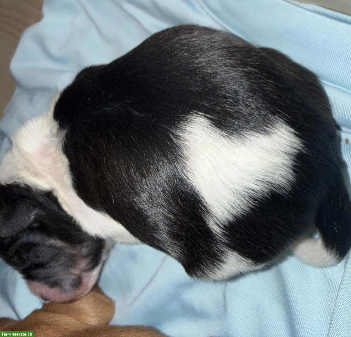 Bild 3: Yorkiepoo Welpen (Rüden), Yorkshire Terrier x Zwergpudel