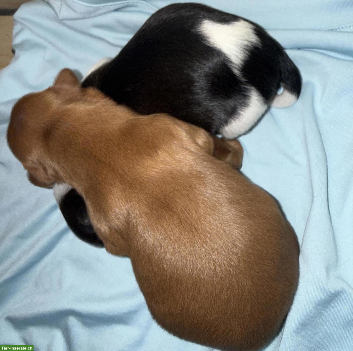 Bild 4: Yorkiepoo Welpen (Rüden), Yorkshire Terrier x Zwergpudel