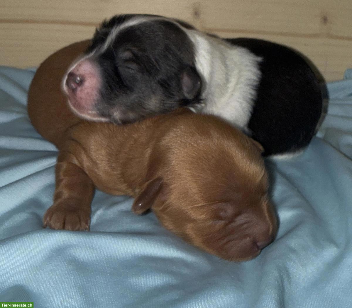 Bild 5: Yorkiepoo Welpen (Rüden), Yorkshire Terrier x Zwergpudel