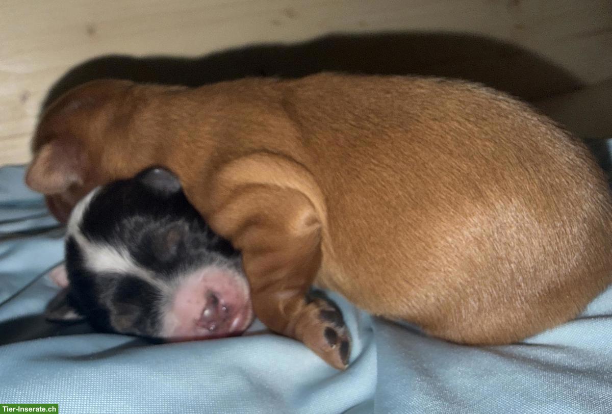 Bild 6: Yorkiepoo Welpen (Rüden), Yorkshire Terrier x Zwergpudel