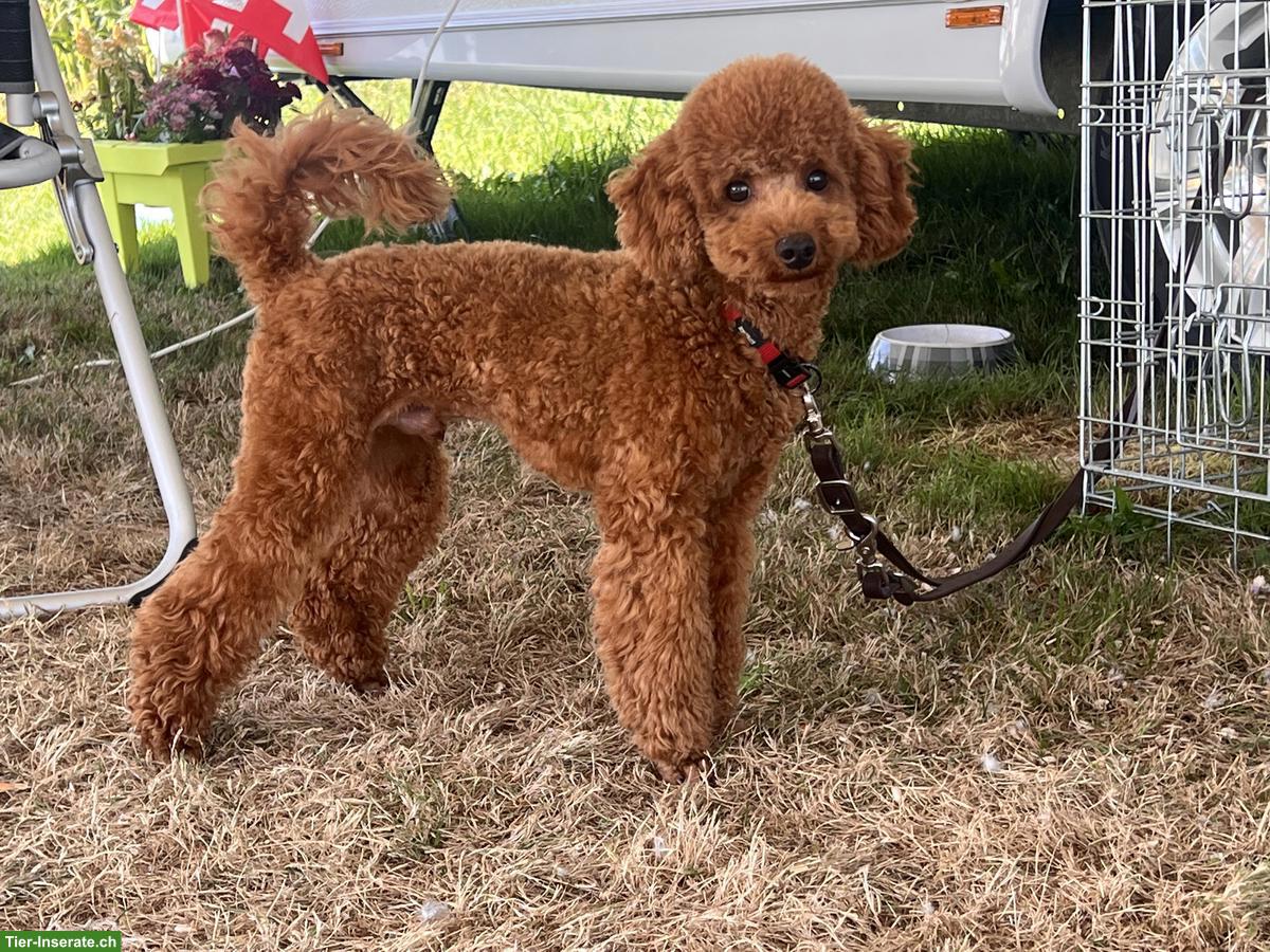 Bild 7: Yorkiepoo Welpen (Rüden), Yorkshire Terrier x Zwergpudel