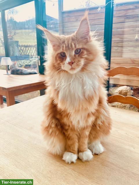 Junger Maine Coon Kater mit Stammbaum sucht neues Zuhause
