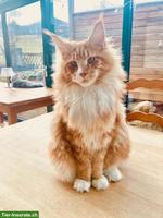 Junger Maine Coon Kater mit Stammbaum sucht neues Zuhause