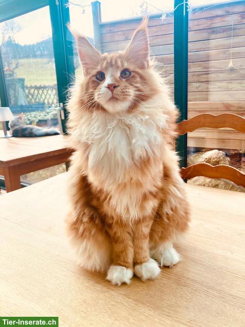 Bild 2: Junger Maine Coon Kater mit Stammbaum sucht neues Zuhause