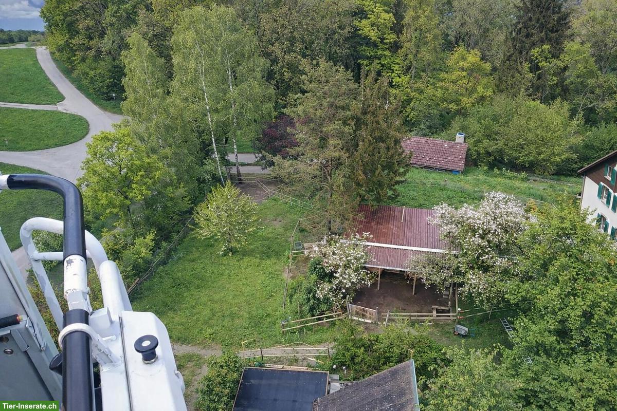 Bild 10: Offenstall für bis zu 4 Kleinpferde 🐴 zu vermieten