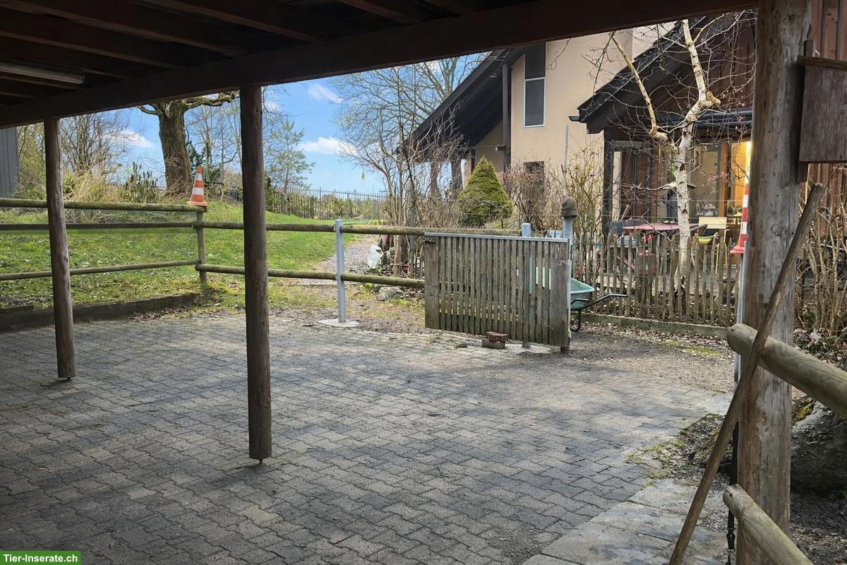 Bild 2: Offenstall für bis zu 4 Kleinpferde 🐴 zu vermieten