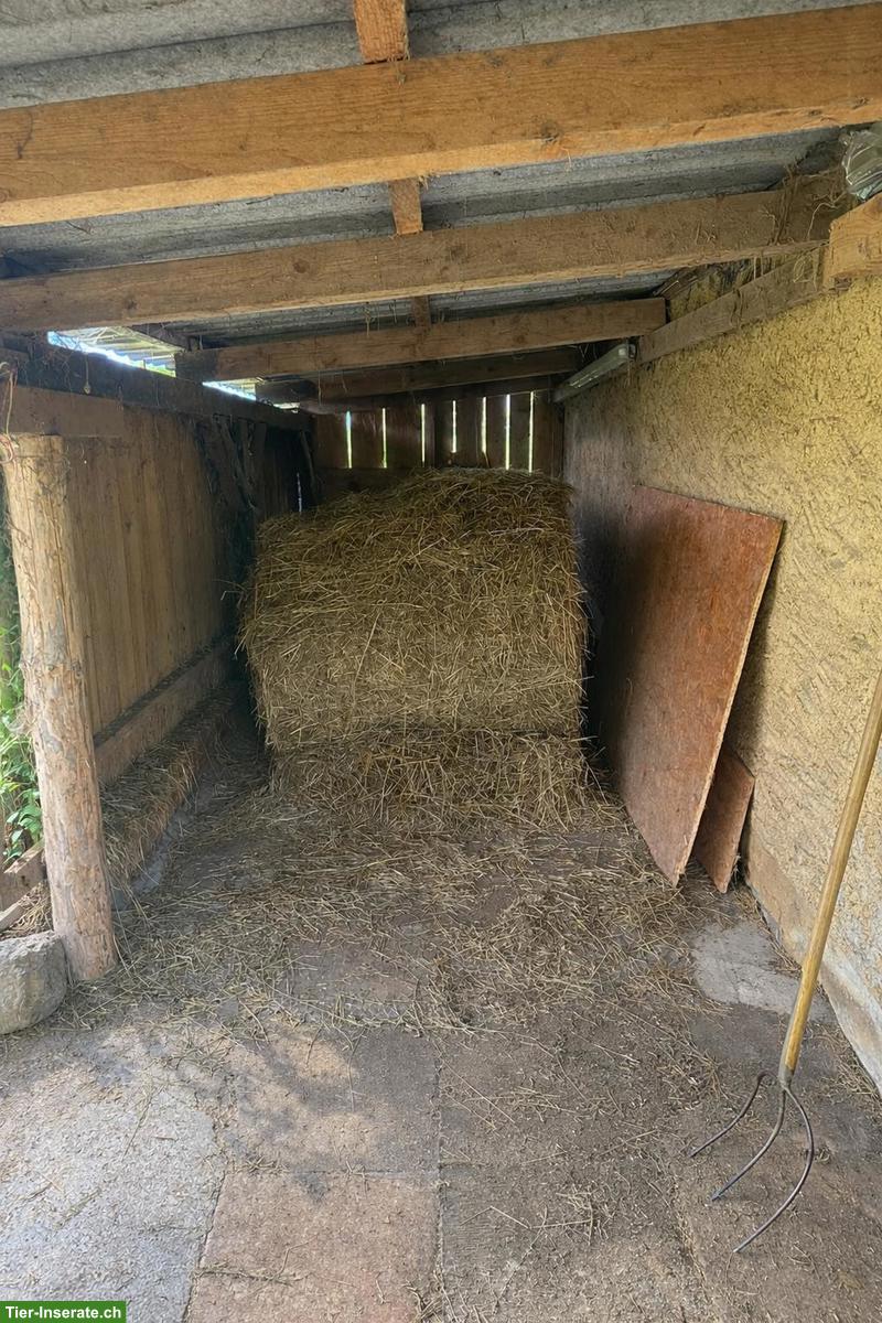 Bild 7: Offenstall für bis zu 4 Kleinpferde 🐴 zu vermieten