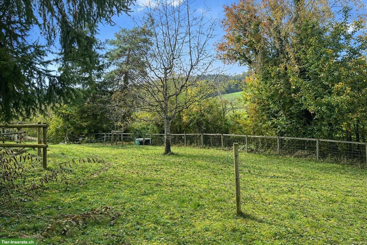 Bild 9: Offenstall für bis zu 4 Kleinpferde 🐴 zu vermieten