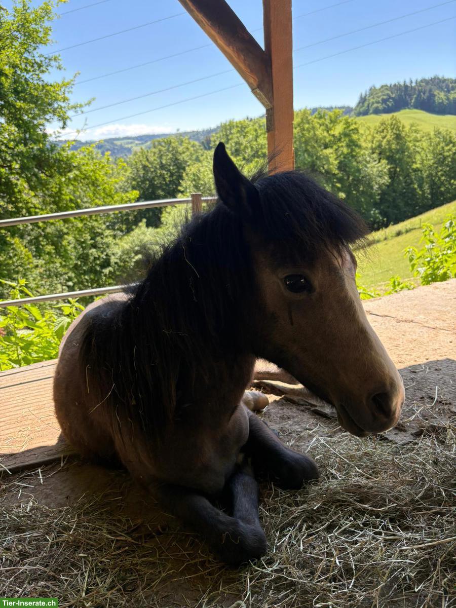 Charmanter Welsh Pony Wallach, 1-jährig, sucht neues Zuhause