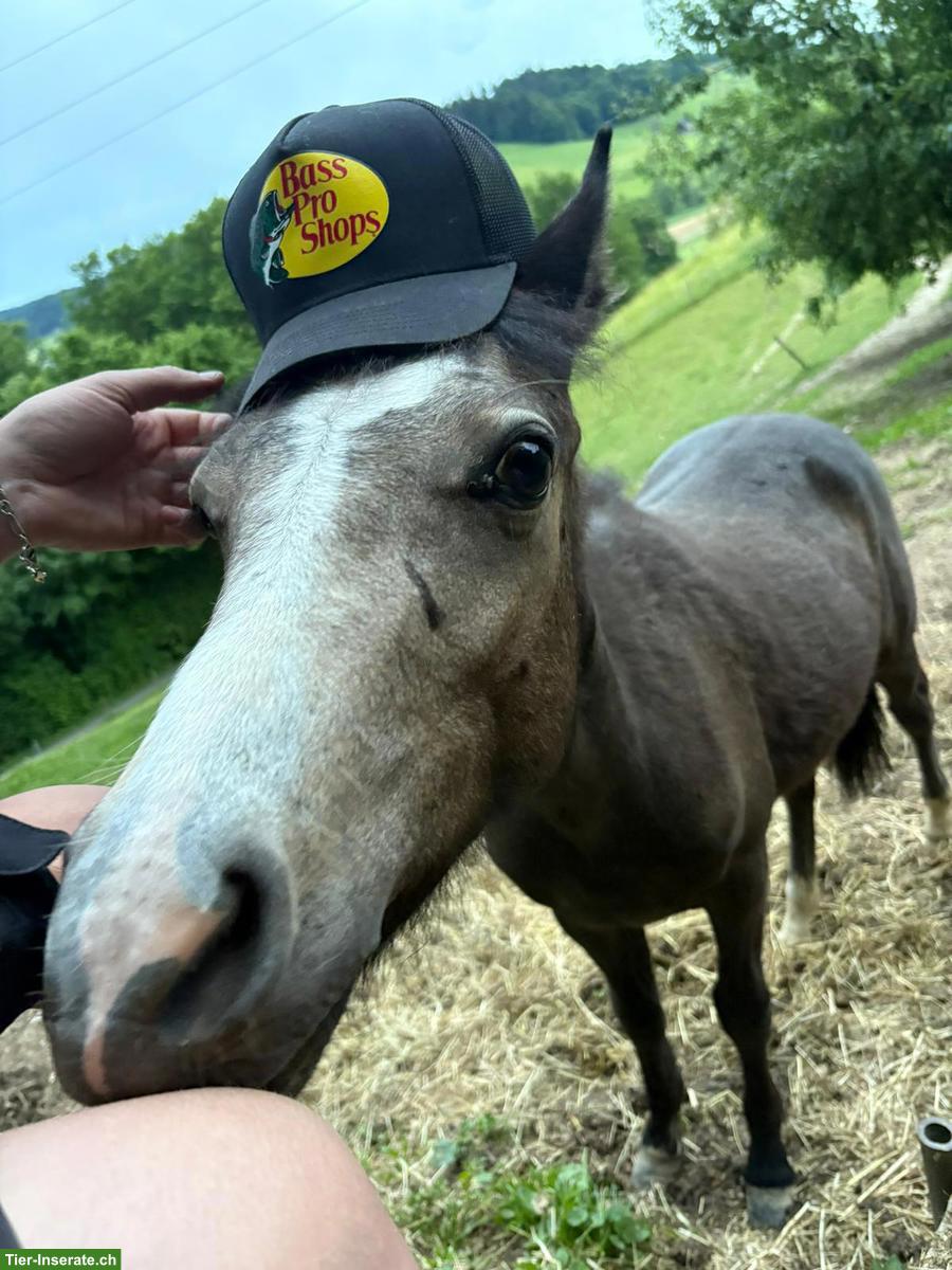 Bild 2: Charmanter Welsh Pony Wallach, 1-jährig, sucht neues Zuhause