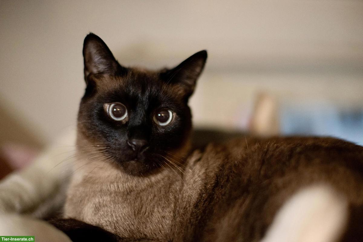 7-jähriger Siam Kater sucht ein liebes Zuhause