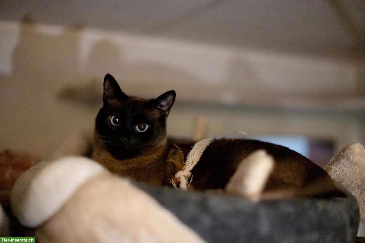 Bild 2: 7-jähriger Siam Kater sucht ein liebes Zuhause