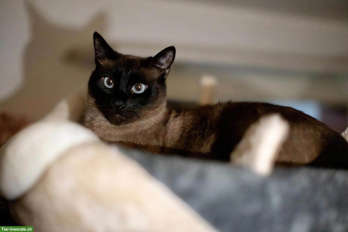 Bild 3: 7-jähriger Siam Kater sucht ein liebes Zuhause