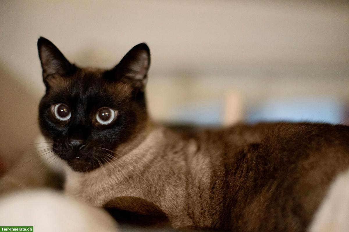 Bild 4: 7-jähriger Siam Kater sucht ein liebes Zuhause