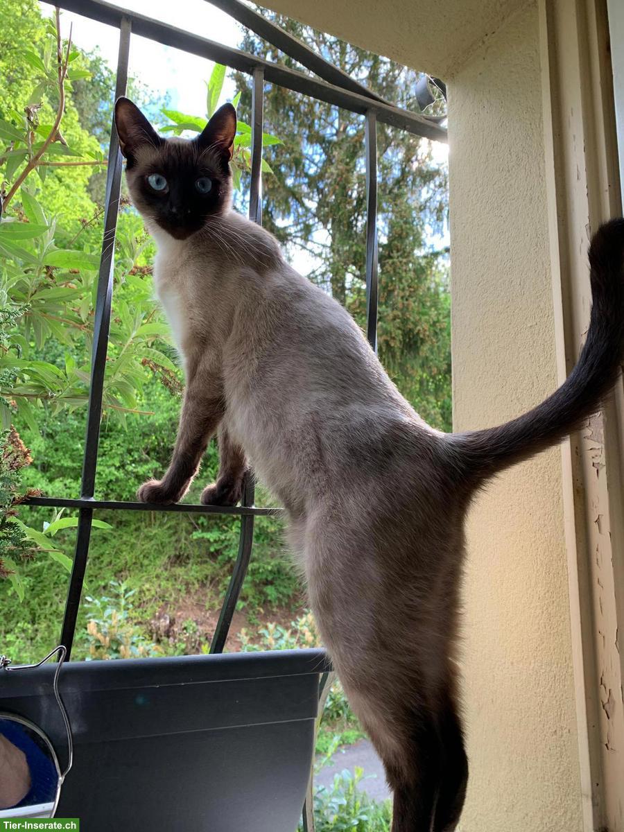 Bild 5: 7-jähriger Siam Kater sucht ein liebes Zuhause