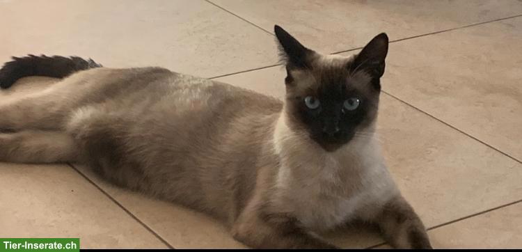 Bild 6: 7-jähriger Siam Kater sucht ein liebes Zuhause