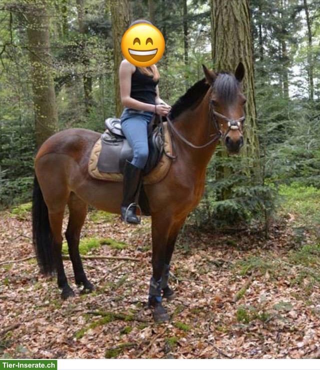 Liebevolles Britisches Reitpferd sucht neues Zuhause