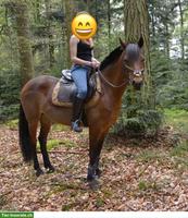 Liebevolles Britisches Reitpferd sucht neues Zuhause