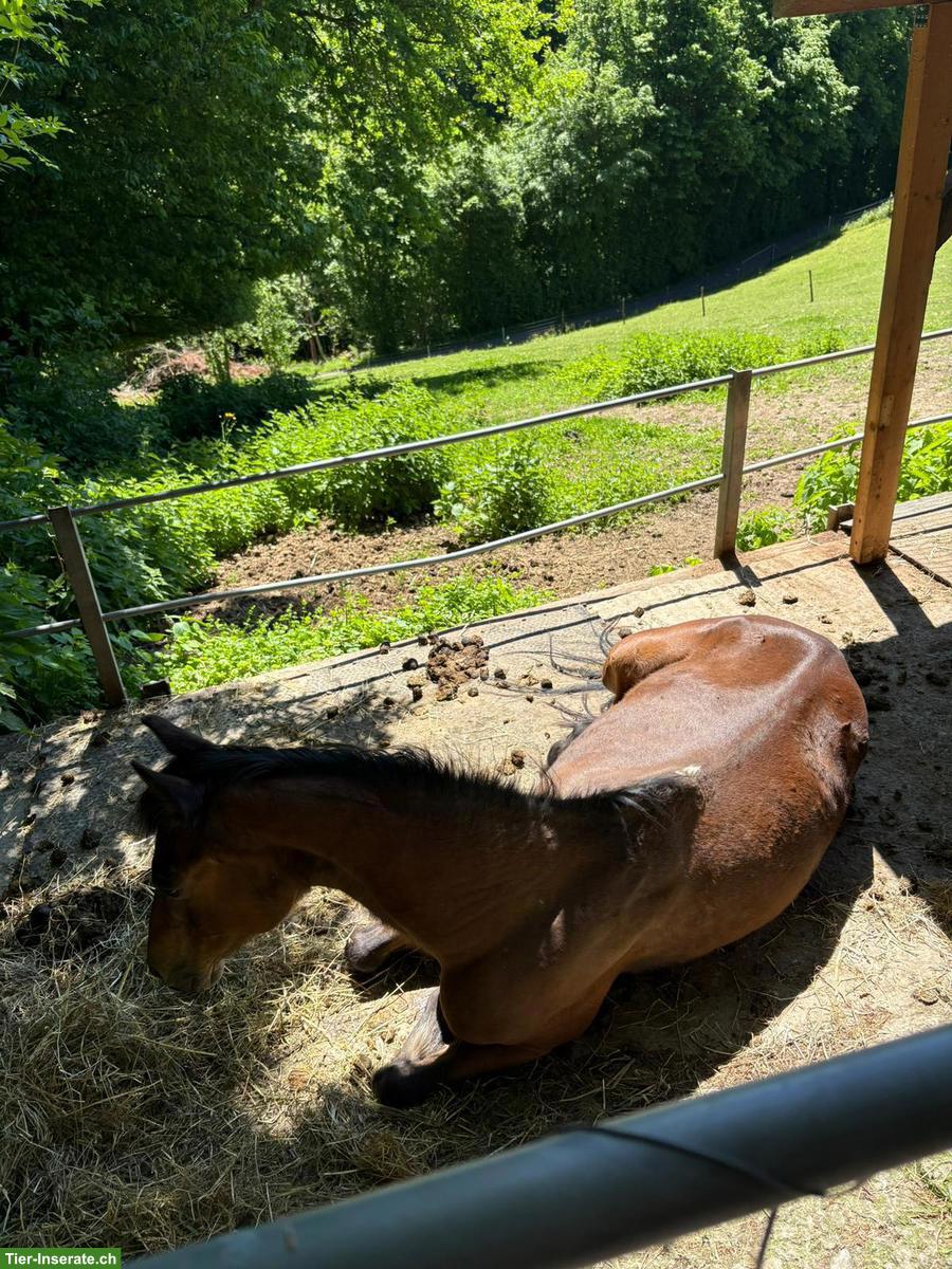 Bild 2: Liebevolles Britisches Reitpferd sucht neues Zuhause