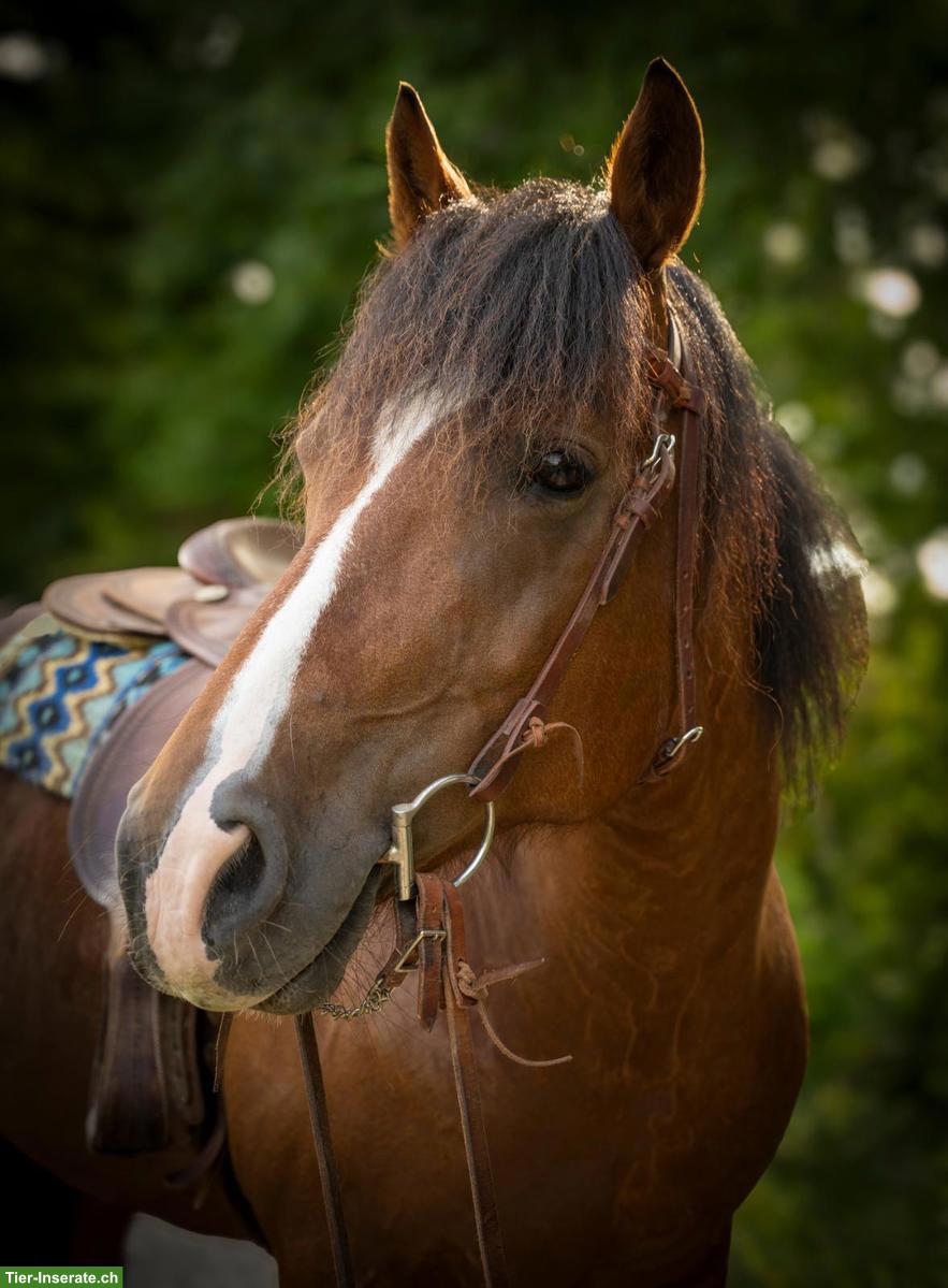 Reitbeteiligung für Freibergerstute in Jonschwil SG