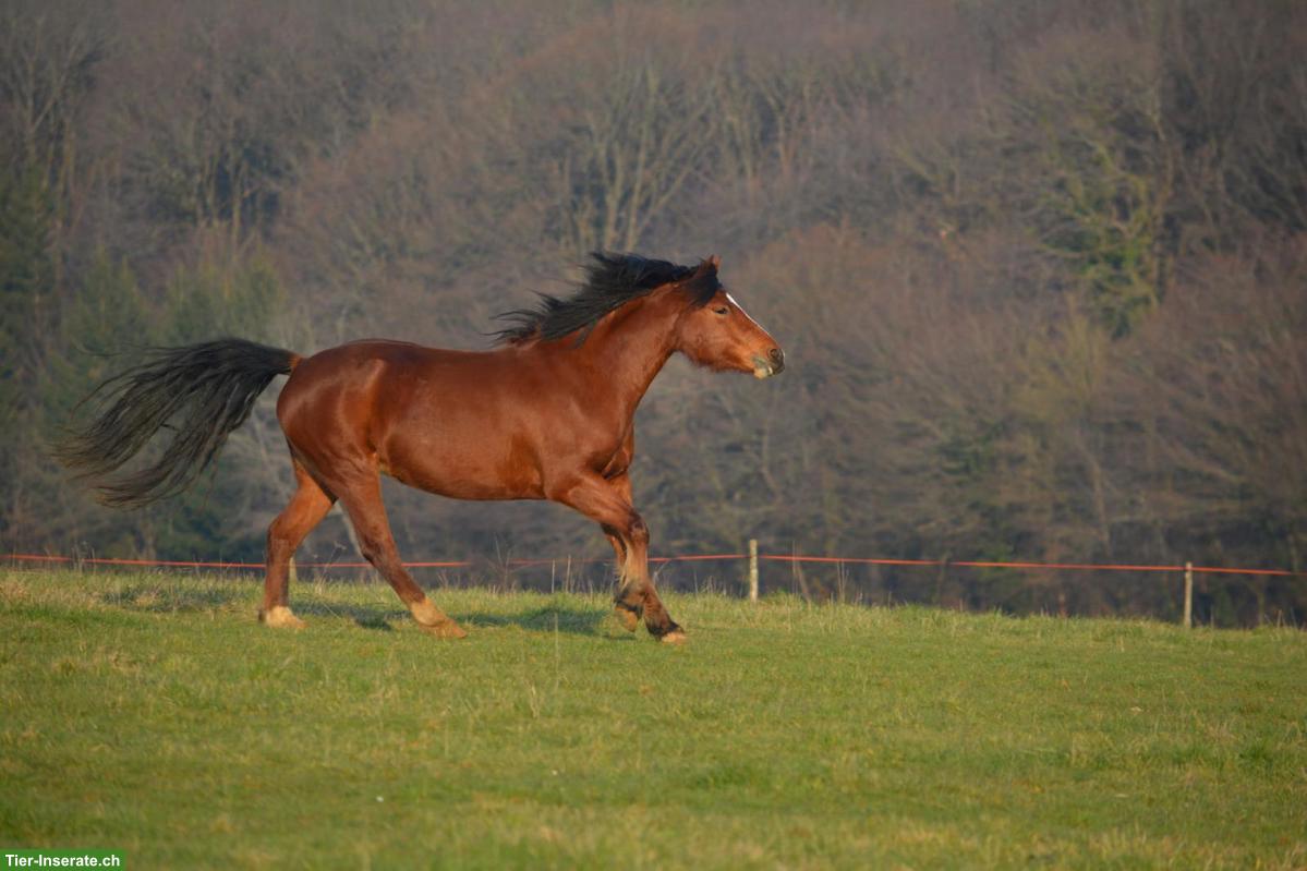 Bild 2: Reitbeteiligung für Freibergerstute in Jonschwil SG