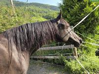 Vollblutaraber Rappe Stute zu verkaufen