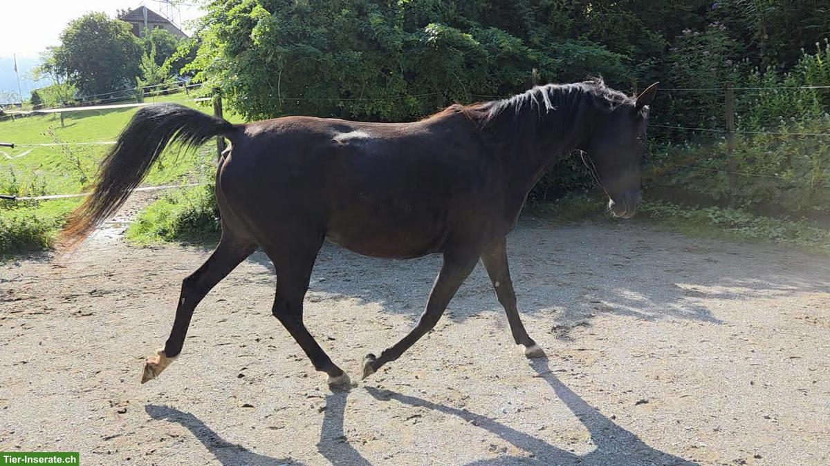 Bild 2: Vollblutaraber Rappe Stute zu verkaufen