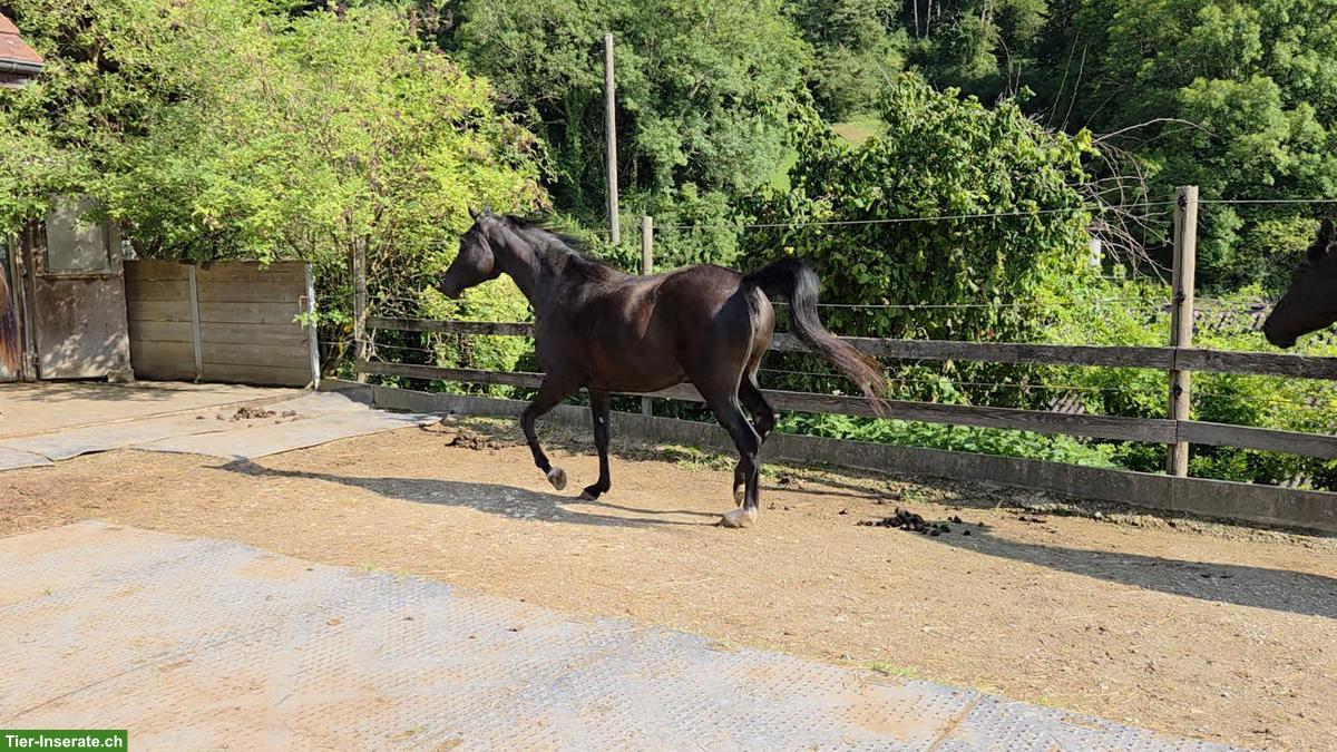 Bild 3: Vollblutaraber Rappe Stute zu verkaufen