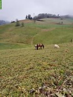 Offenstallplatz in kleinem Privatstall in Krauchthal BE