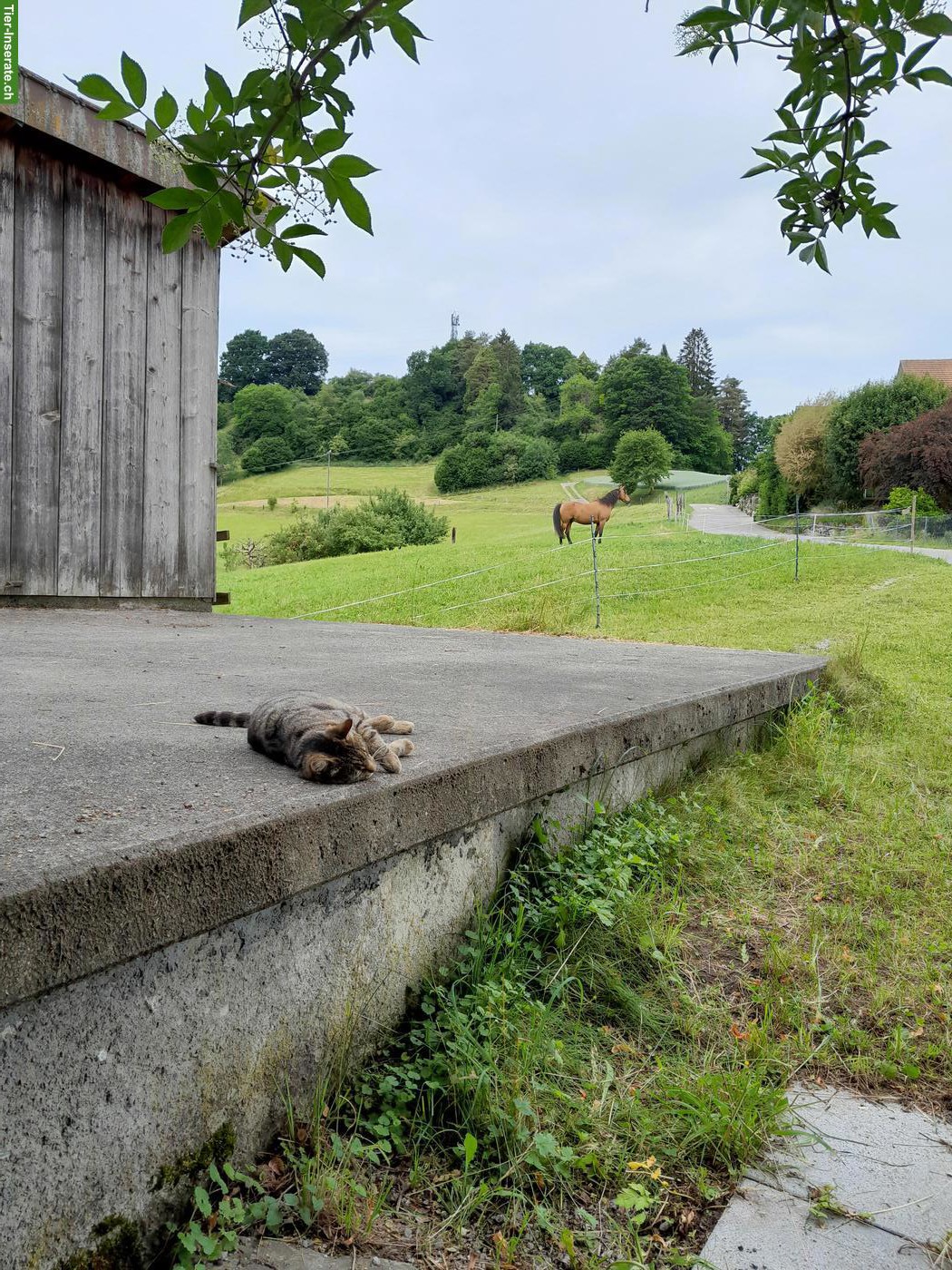 Bild 2: Offenstallplatz in kleinem Privatstall in Krauchthal BE
