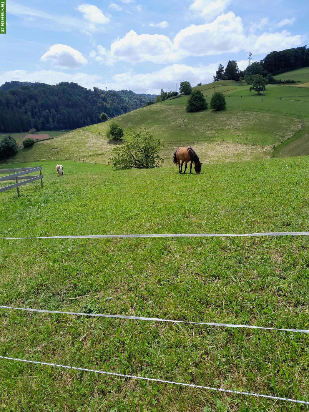 Bild 3: Offenstallplatz in kleinem Privatstall in Krauchthal BE