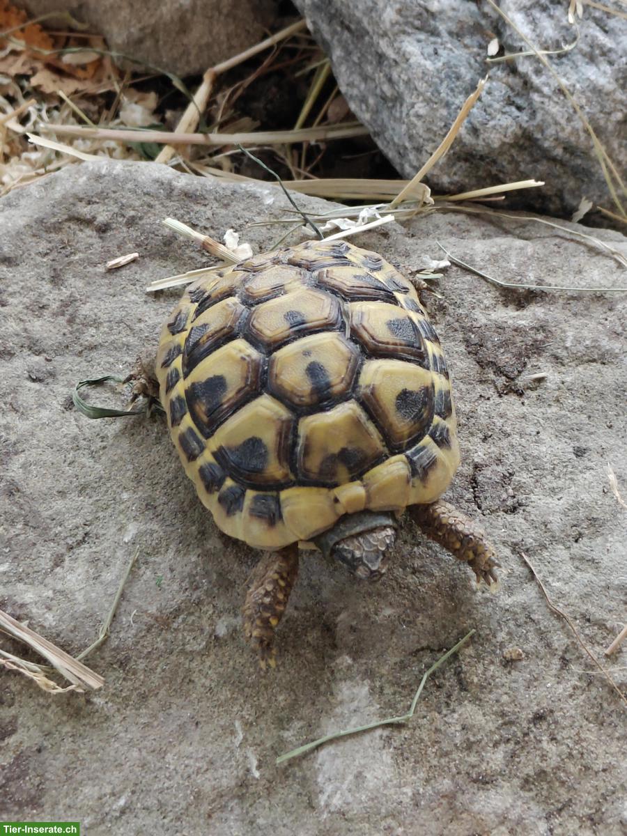Griechische Landschildkröte inkl. Terrarium-Komplettset