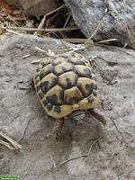 Griechische Landschildkröte inkl. Terrarium-Komplettset
