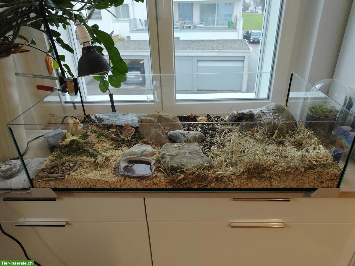 Bild 2: Griechische Landschildkröte inkl. Terrarium-Komplettset