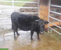 Reinrassige Dahomey Kühe