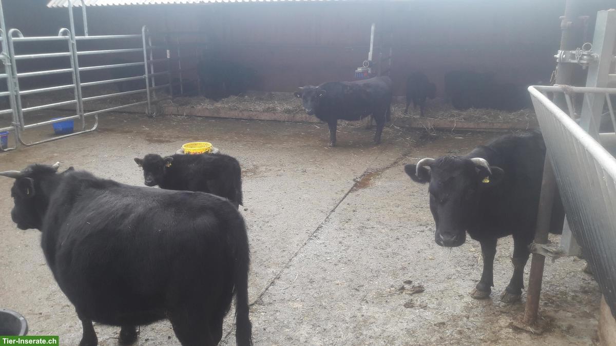 Bild 2: Reinrassige Dahomey Kühe