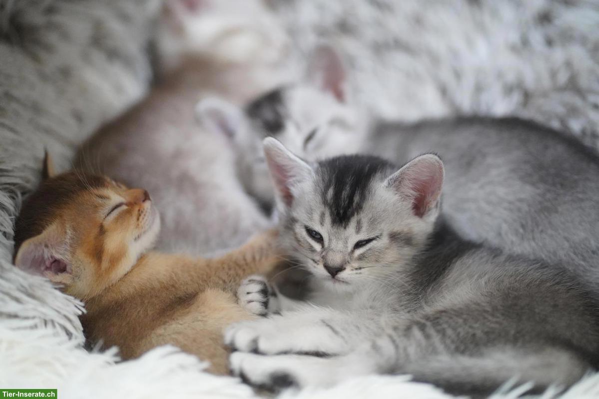 Abessinier x BKH Kitten suchen ein liebevolles Zuhause