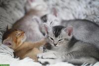 Abessinier x BKH Kitten suchen ein liebevolles Zuhause